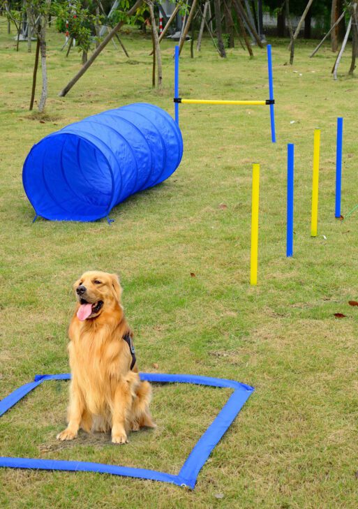 Backyard Competitive Dog Agility Training Kit Obstacle Course Equipment